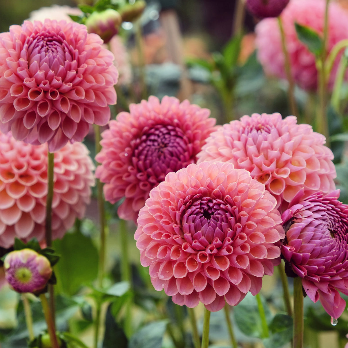 Pompon-Dahlie ‘Jowey Winnie’ - Bakker
