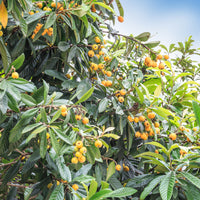 Japanische Wollmispel - Eriobotrya japonica - Bakker