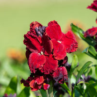 Erysimum Colour Vibe Red ® - Erysimum Colour Vibe Red ® - Bakker