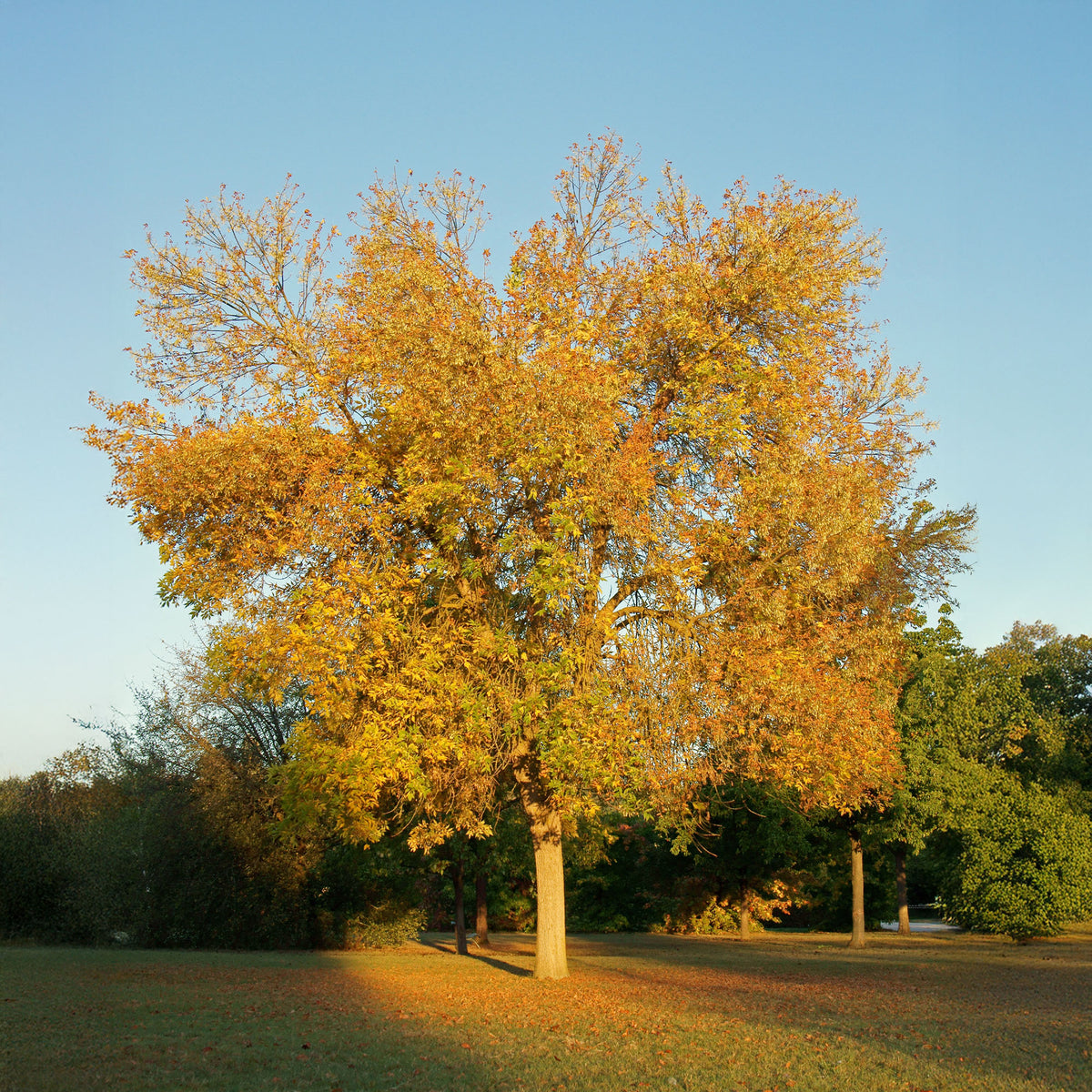 Weiß-Esche 'Skyline' - Bakker