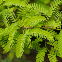 Gleditschie 'Elegantissima' - Gleditsia triacanthos Elegantissima - Bakker