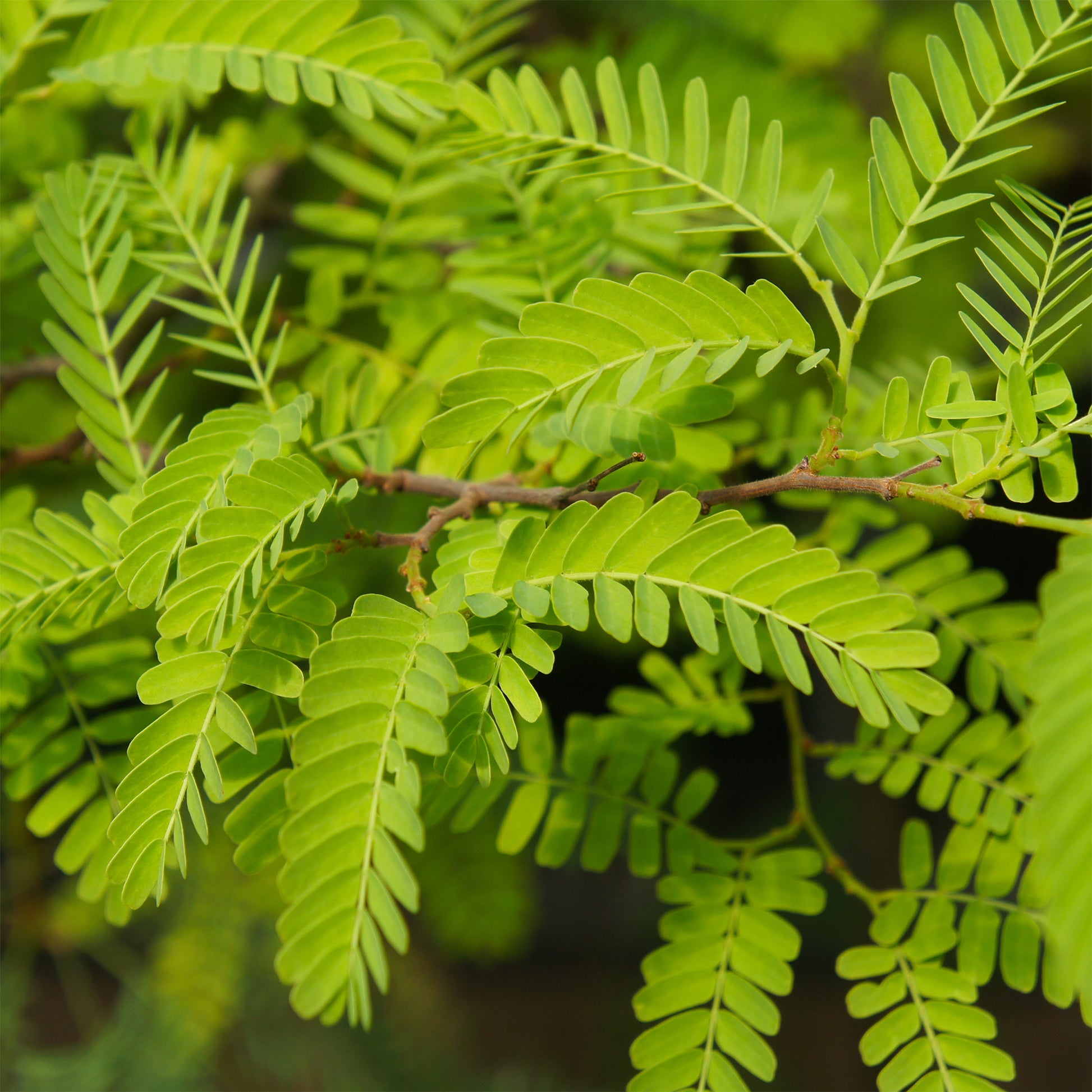 Gleditschie 'Elegantissima' - Gleditsia triacanthos Elegantissima - Bakker