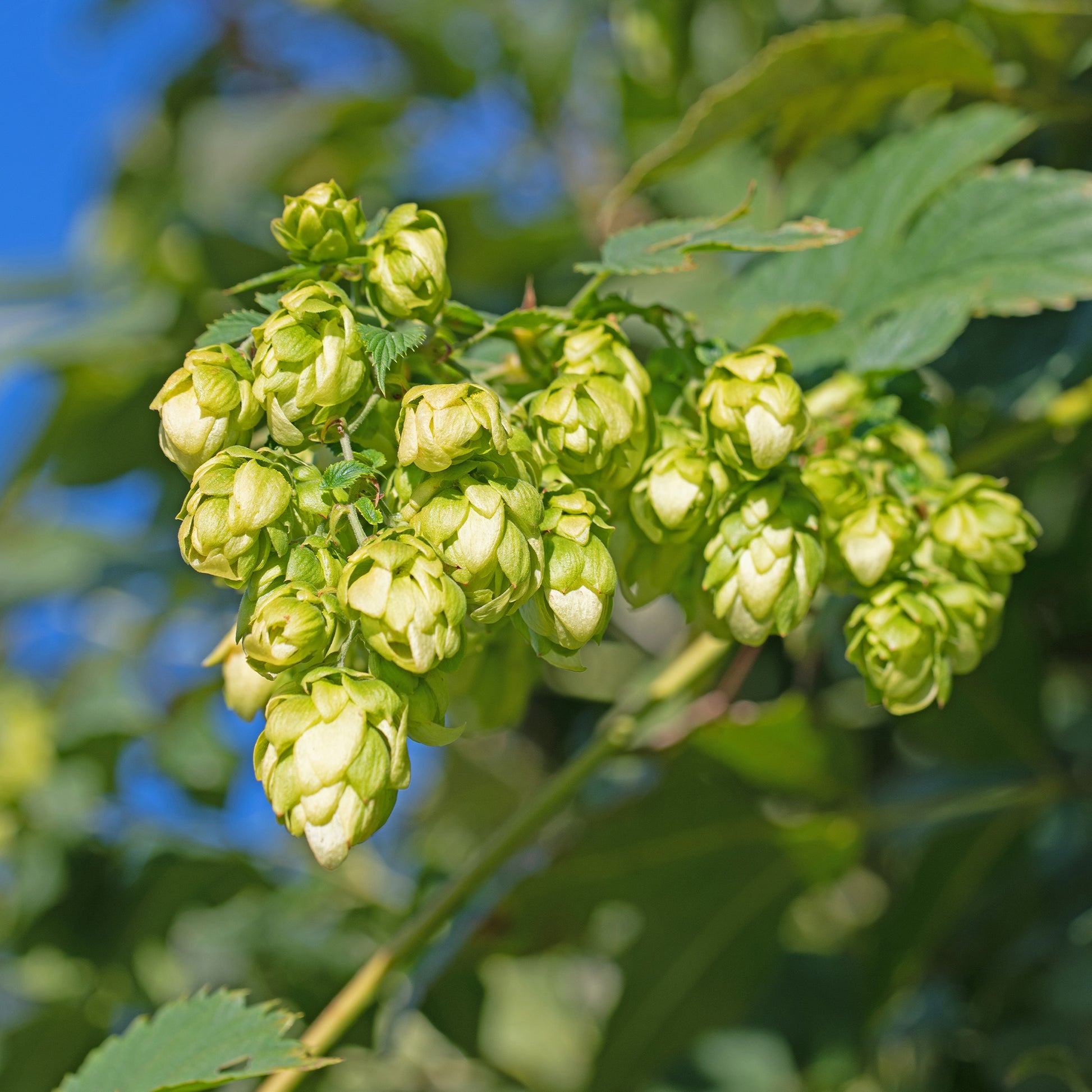 Echter Hopfen / Wilder Hopfen 'Prima Donna' - Humulus lupulus Prima Donna ® - Bakker