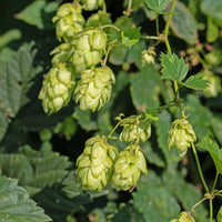 Echter Hopfen / Wilder Hopfen 'Prima Donna' - Bakker