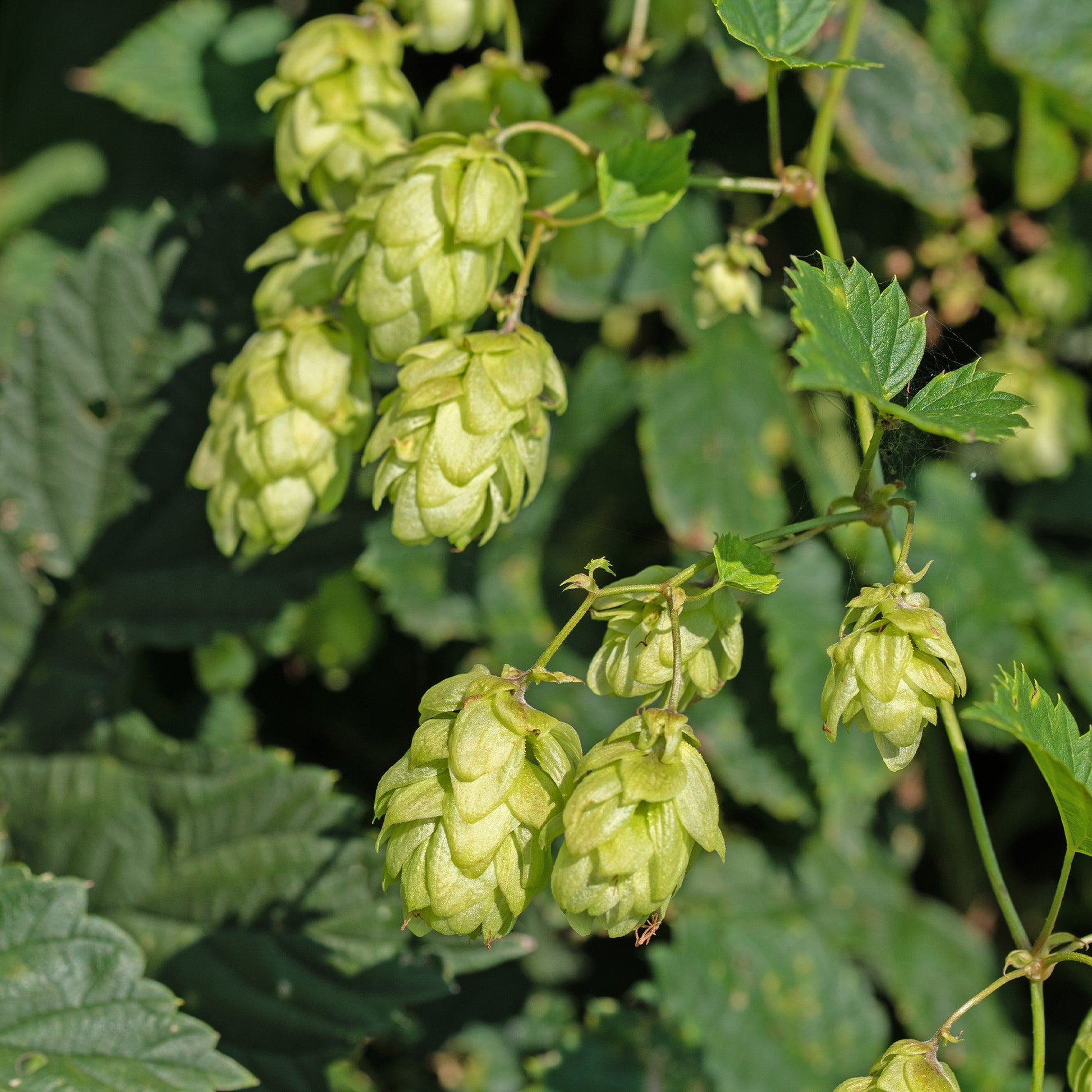 Echter Hopfen / Wilder Hopfen 'Prima Donna' - Bakker