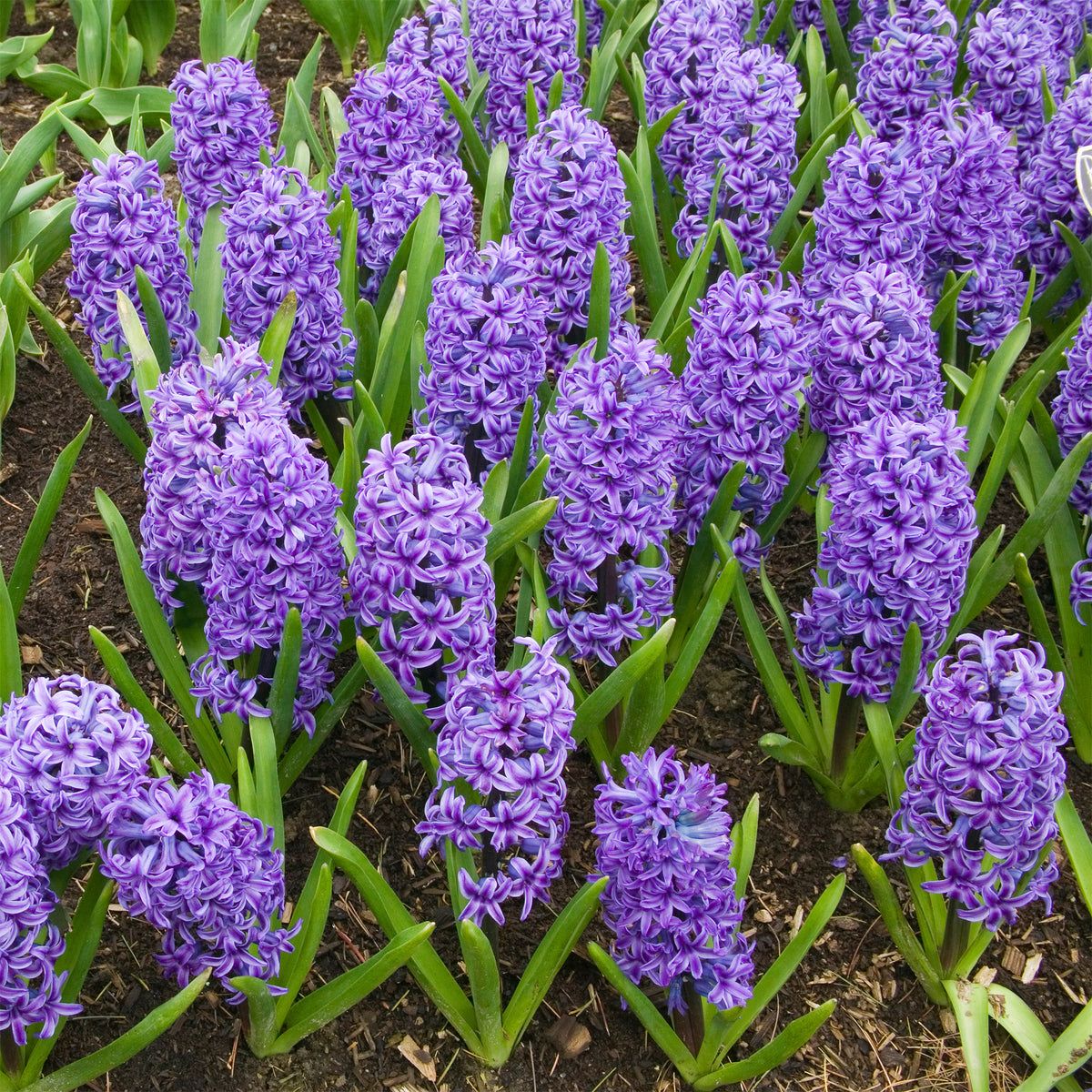 Hyazinthe Blue Jacket - Hyacinthus orientalis Blue Jacket - Bakker