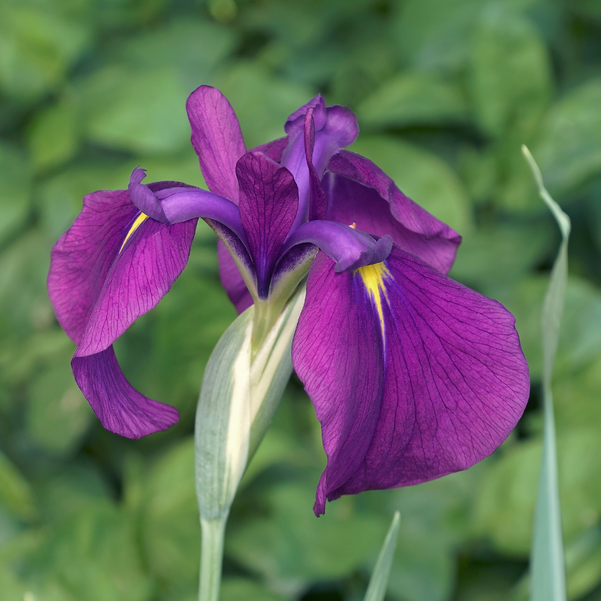 Sumpf-Schwertlilie 'Variegata' - Iris ensata Variegata - Bakker