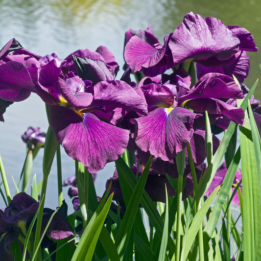 Sumpf-Schwertlilie 'Variegata' - Bakker