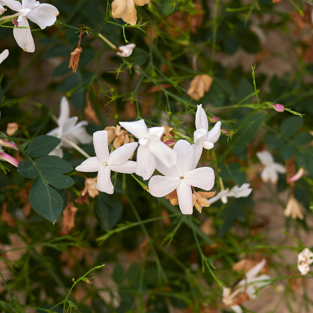 Grasse-Jasmin - Jasminum grandiflorum