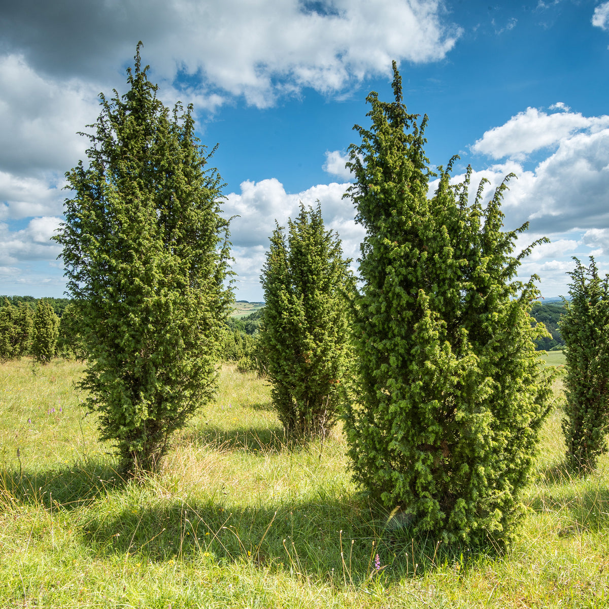 Juniperus communis - Gemeiner Wacholder - Nadelbäume