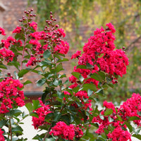 Lagerstroemia indica Red Rocket - Indianerflieder 'Red Rocket' - Indischer Flieder