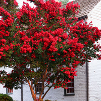 Indischer Flieder - Indianerflieder 'Red Rocket' - Lagerstroemia indica Red Rocket