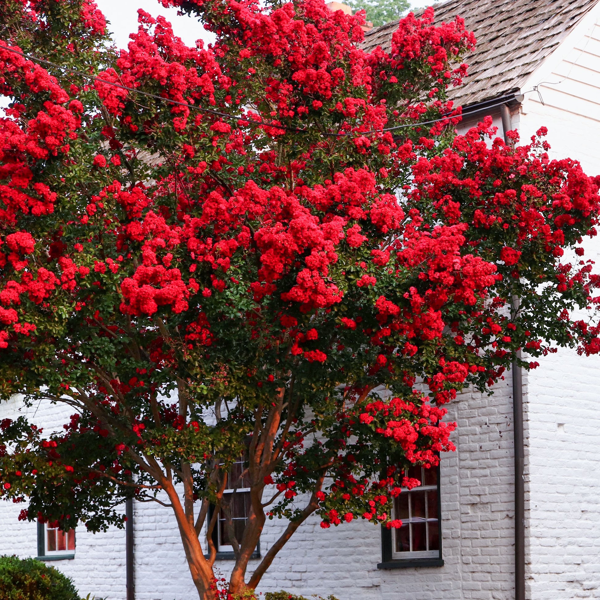 Indischer Flieder - Indianerflieder 'Red Rocket' - Lagerstroemia indica Red Rocket