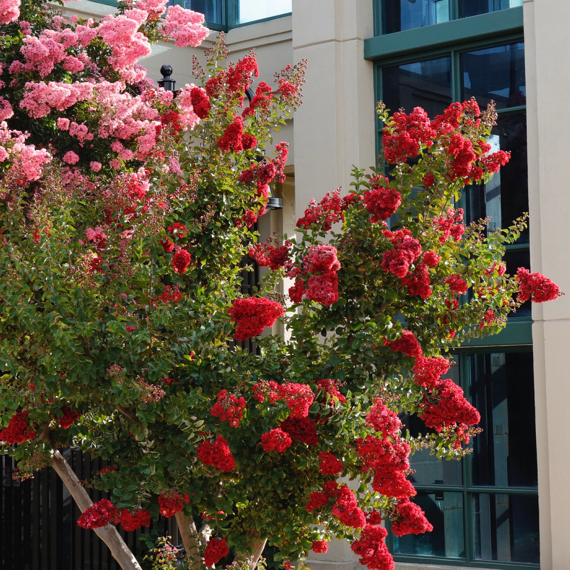 Indianerflieder 'Red Rocket' - Lagerstroemia indica Red Rocket - Bakker