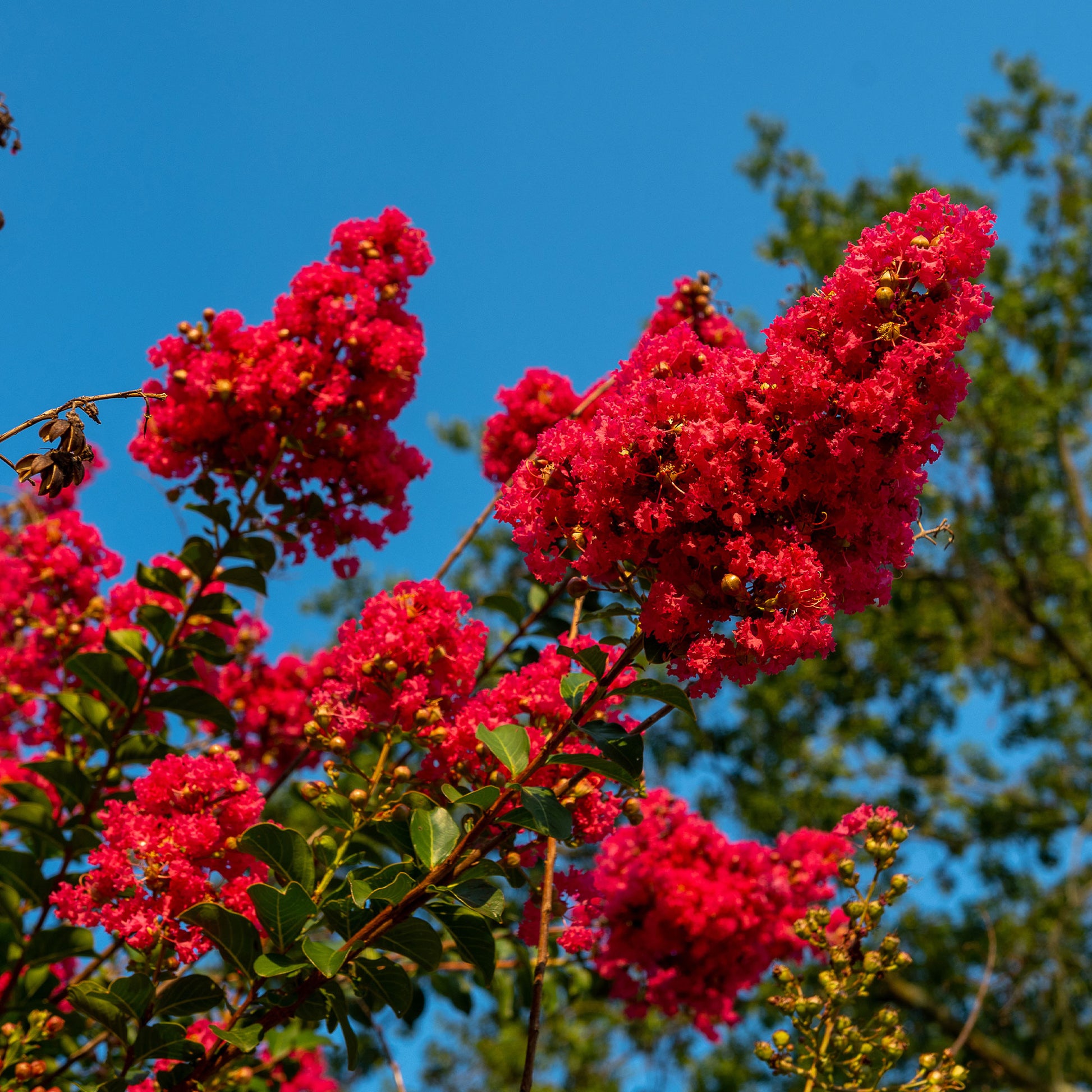 Verkauf Indianerflieder 'Red Rocket'