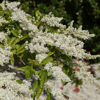 Ligustrum lucidum - Glänzender Liguster - Liguster - Ligustrum