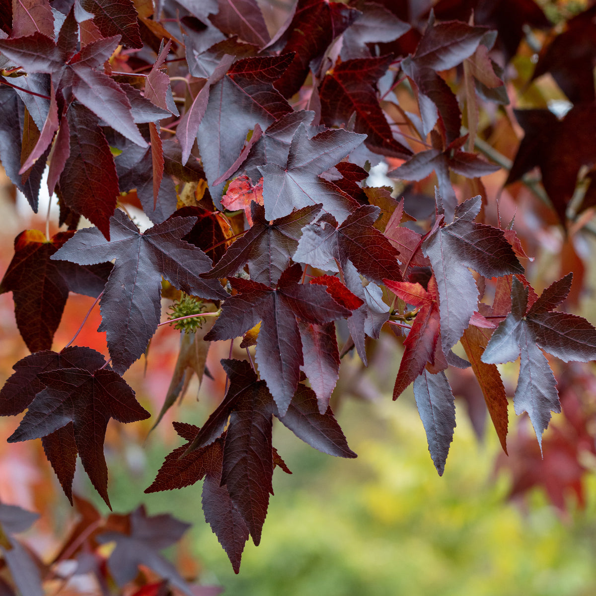 Amberbaum 'Worplesdon' - Bakker