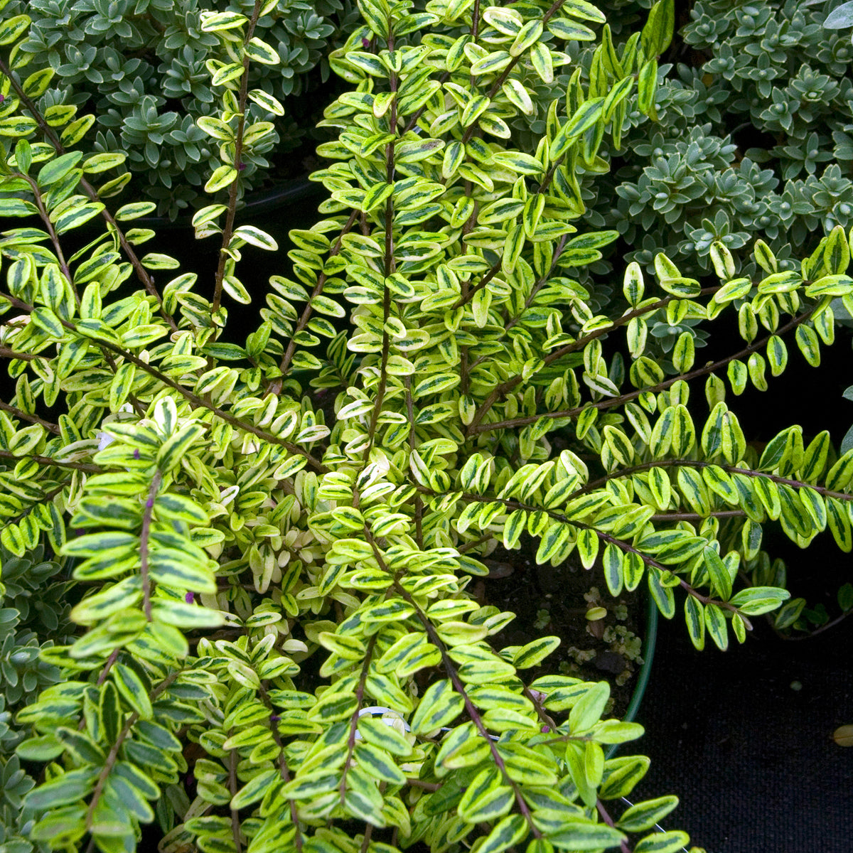 Heckenmyrte 'Lemon Beauty' - Lonicera nitida Lemon Beauty - Bakker