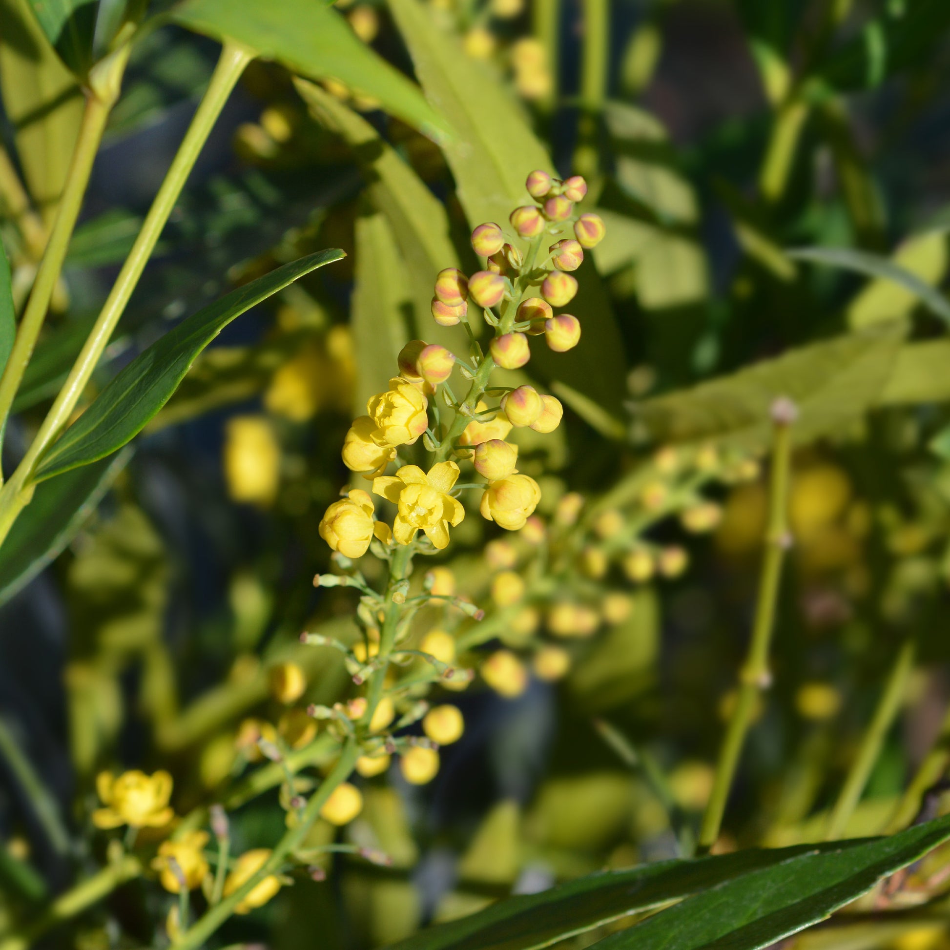 Mahonia confusa Narihira - Mahonie Nara Hiri - Mahonie - Mahonia