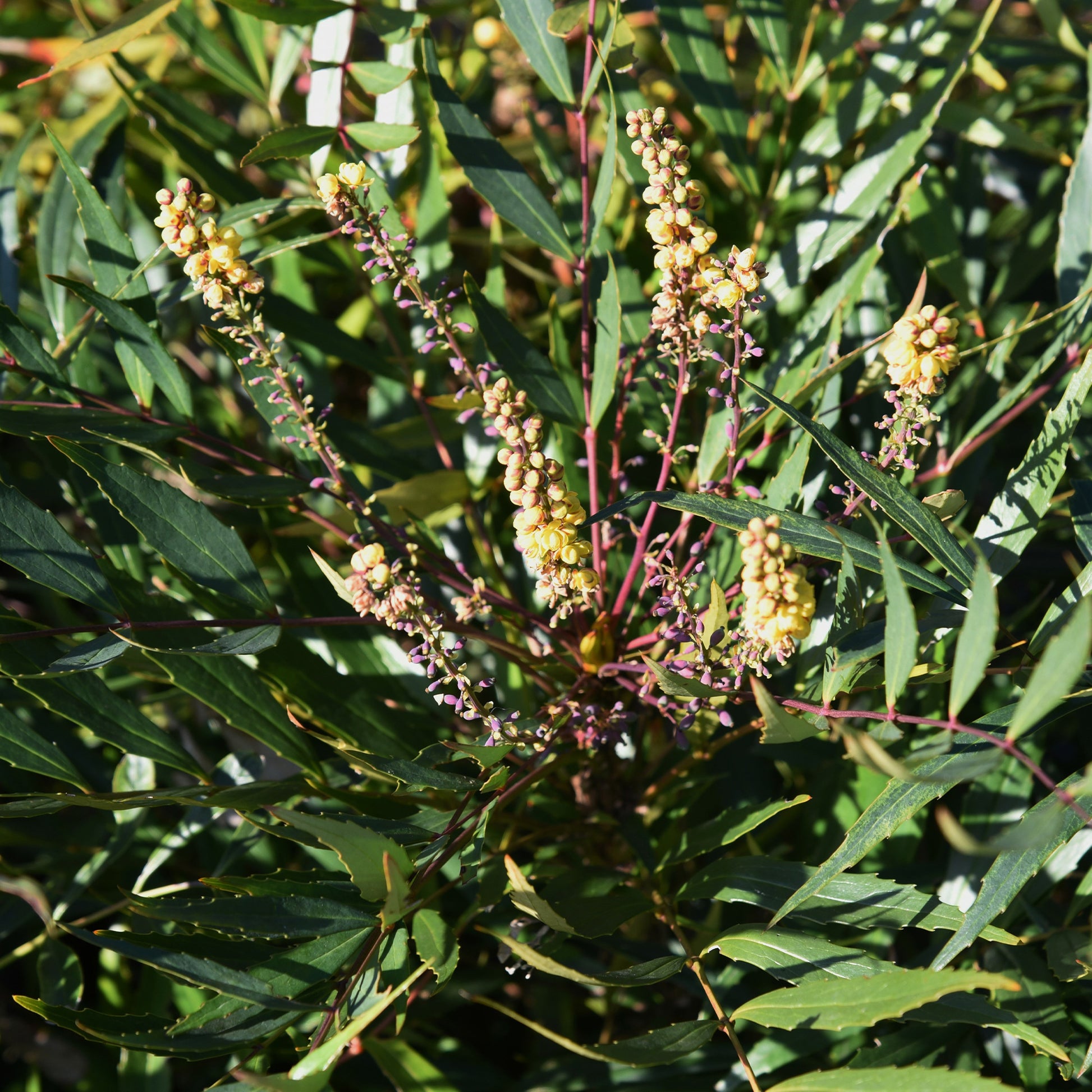 Mahonie Nara Hiri - Mahonia confusa Narihira - Bakker