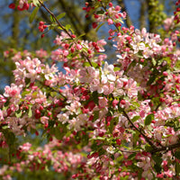 Zierapfel floribunda - Bakker