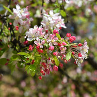 Zierapfel floribunda - Malus floribunda - Bakker