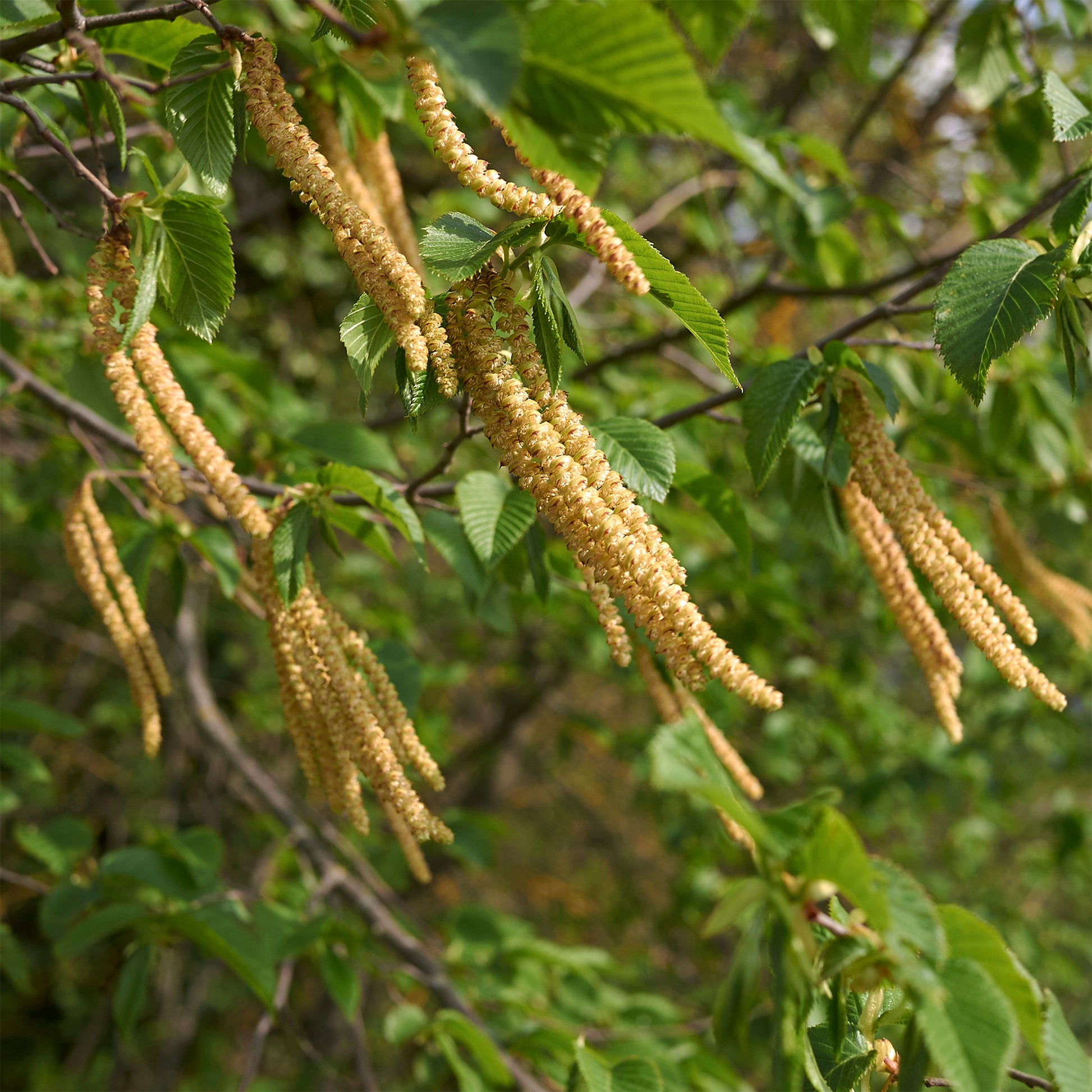Europäische Hopfenbuche - Ostrya carpinifolia - Bakker