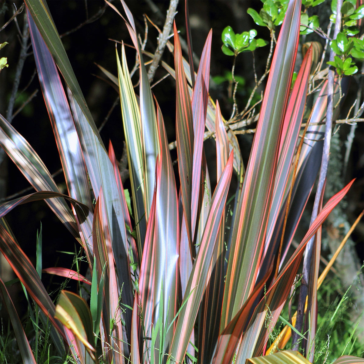 Neuseeländischer Flachs Sundowner - Phormium Sundowner - Bakker