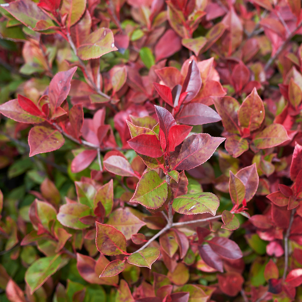 Glanzmispel 'Little Red Robin' - Photinia x fraseri Little Red Robin