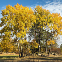 Zitterpappel - Populus tremula - Bakker