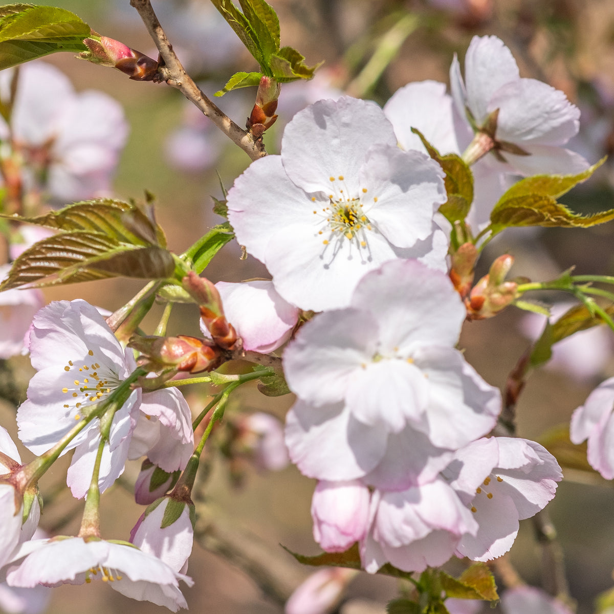 Zierkirsche ‘Sunset Boulevard’ - Prunus serrulata Sunset Boulevard - Bakker