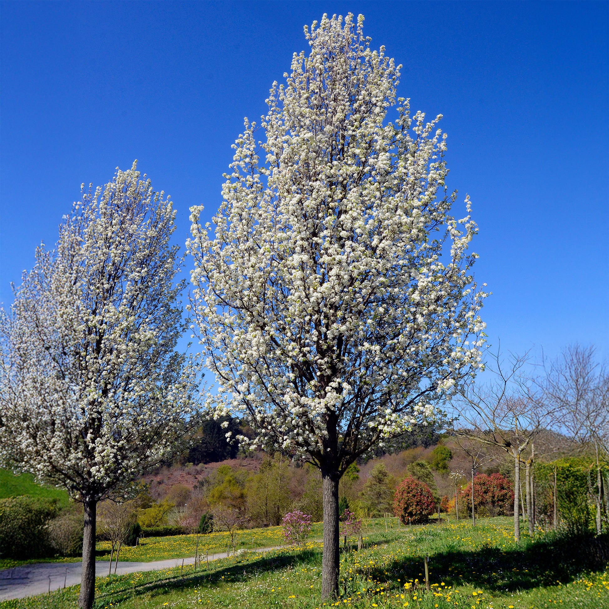 Stadtbirne 'Chanticleer' - Pyrus calleryana Chanticleer - Bakker
