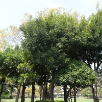 Quercus myrsinifolia - Bambusblättrige Eiche - Bäume