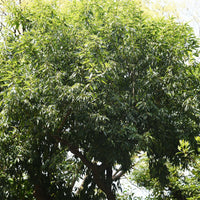 Bambusblättrige Eiche - Quercus myrsinifolia - Bakker