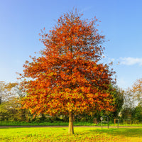 Quercus palustris - Sumpfeiche - Bäume