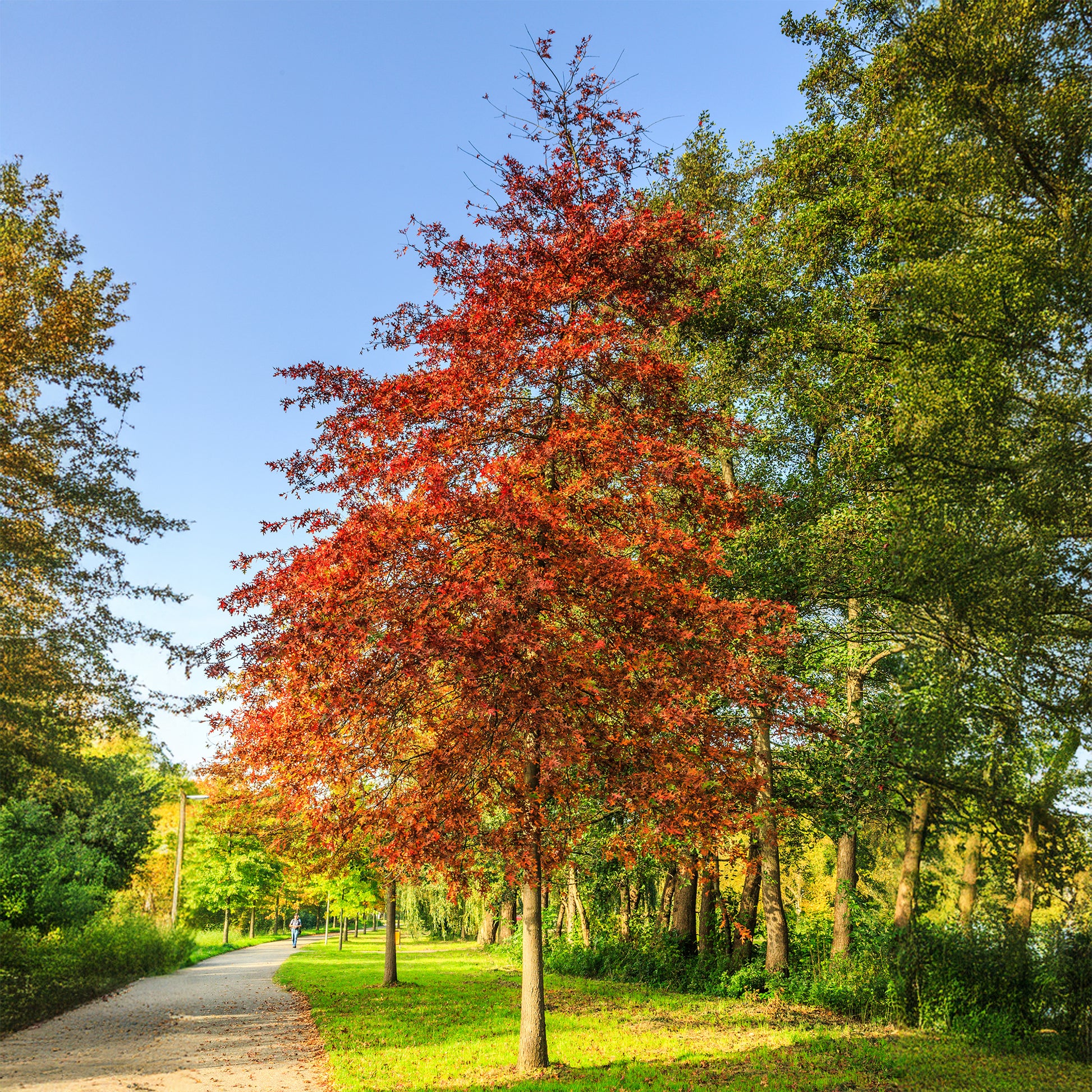 Sumpfeiche - Quercus palustris - Bakker