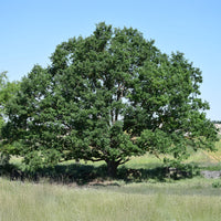 Traubeneiche - Quercus petraea - Bakker