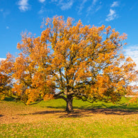 Eiche - Traubeneiche - Quercus petraea