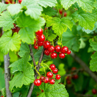 Rote Johannisbeere 'Versaillaise Rouge' - Bakker