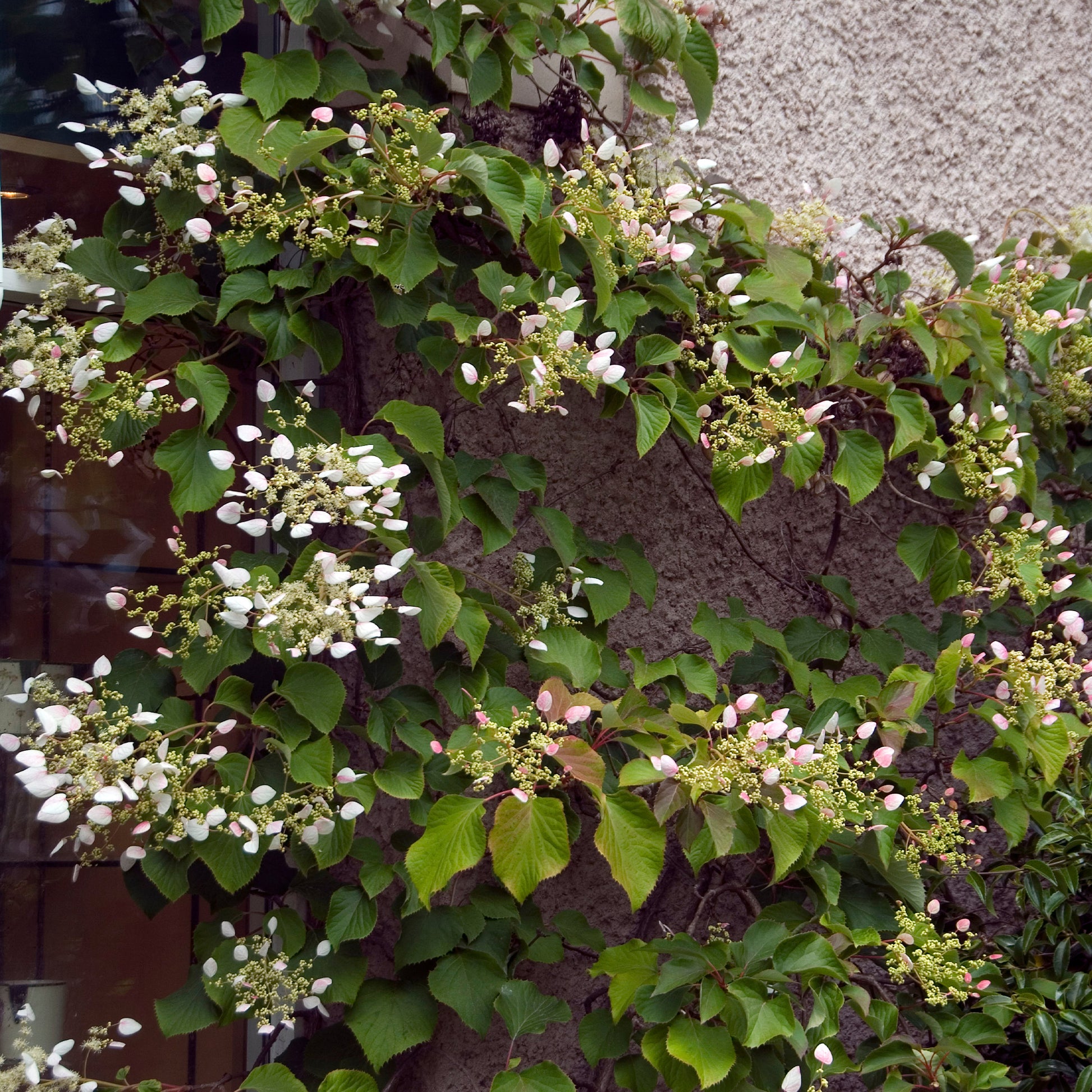 Schizophragma anomala petiolaris Brookside Little Leaf - Spalthortensie Roseum - Kletterhortensie