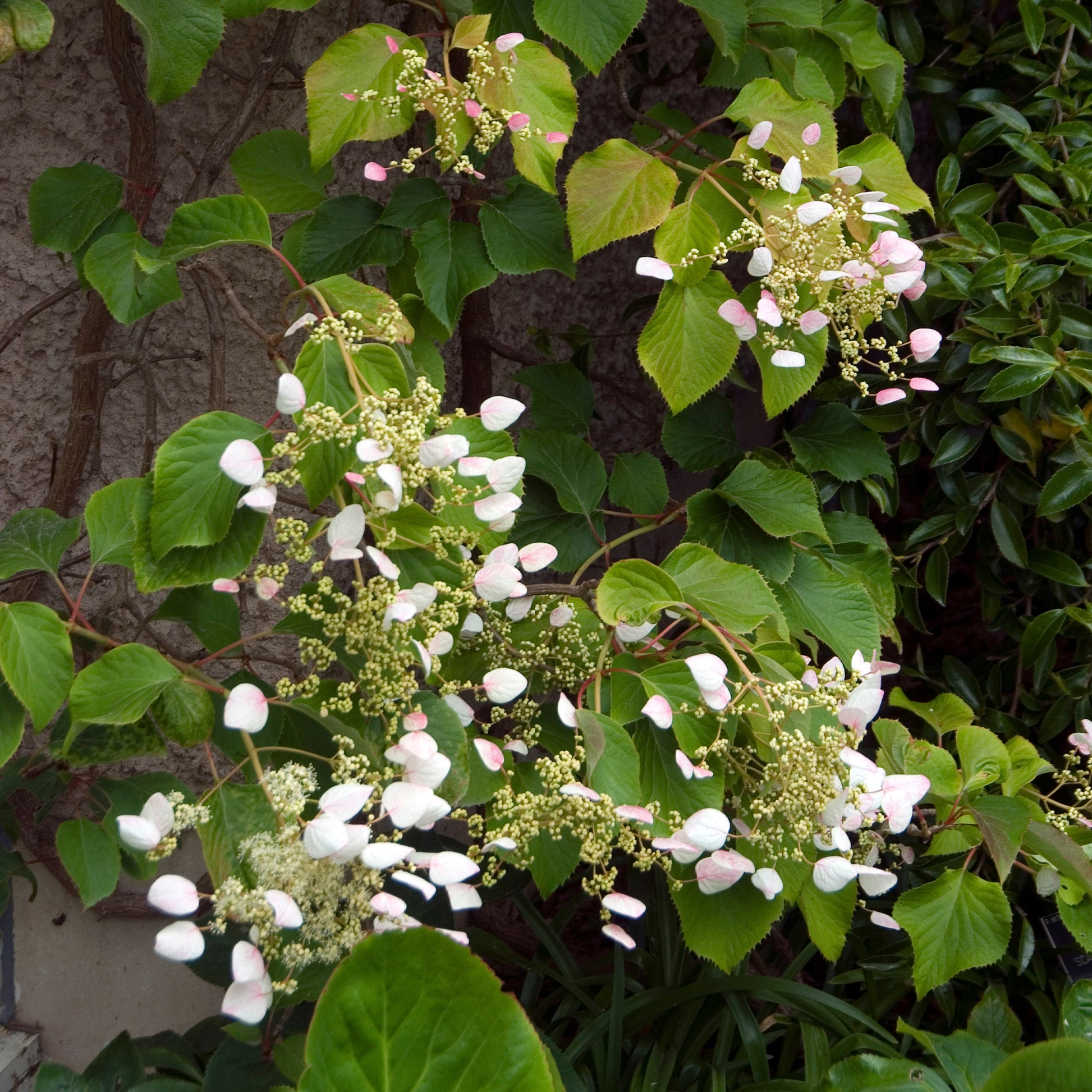 Spalthortensie Roseum - Bakker