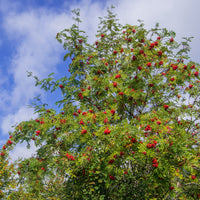 Gewöhnliche Eberesche - Sorbus aucuparia - Bakker