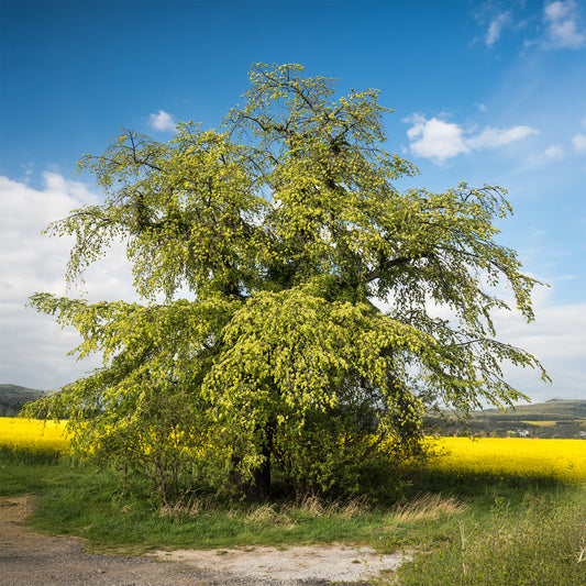 Laubenulme 'Pendula' - Bakker