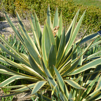 Kerzen-Palmlilie ‘Citrus Twist’® - Bakker
