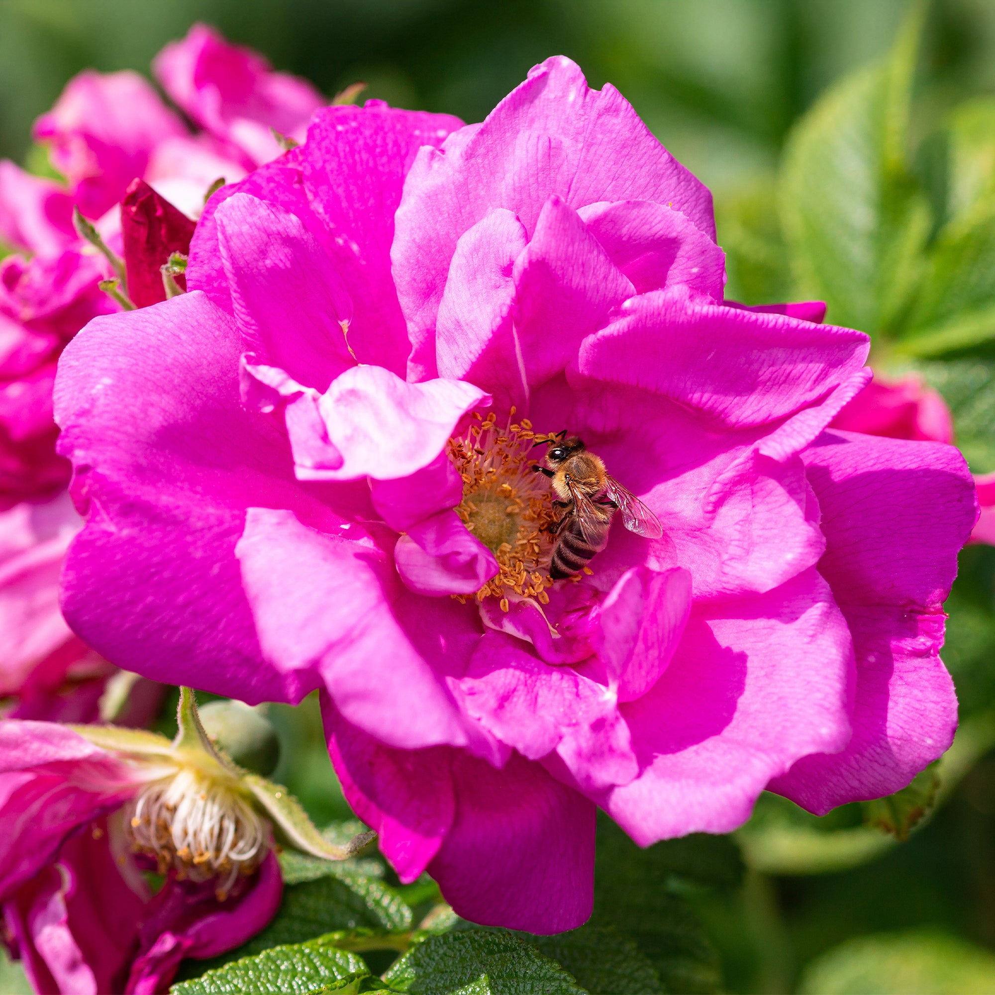 Apfelrose 'Wild Edric' - Rosa Wild Edric | Bakker.com
