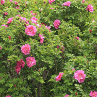 Raue Rose Wild Eric - Bakker