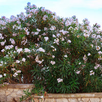 Oleander Harriet Newding - Nerium oleander Harriet Newding - Bakker