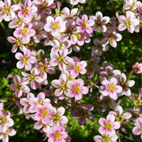 Steinbrechmoos Touran Neon Rose - Bakker
