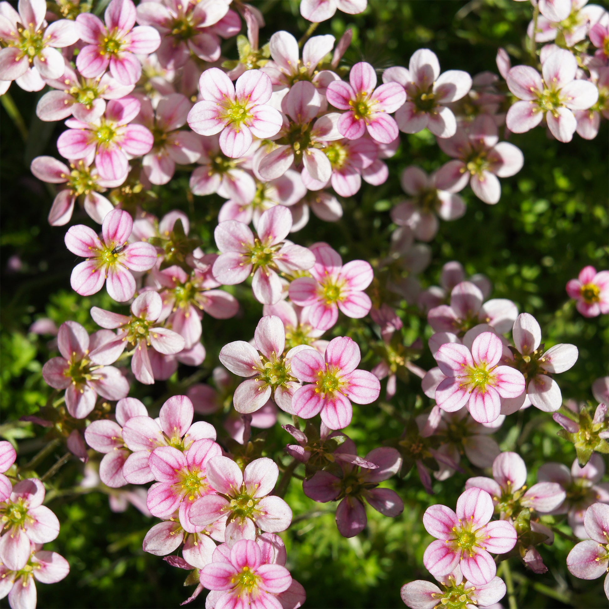Steinbrechmoos Touran Neon Rose - Bakker