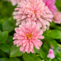 rosa Zinnie